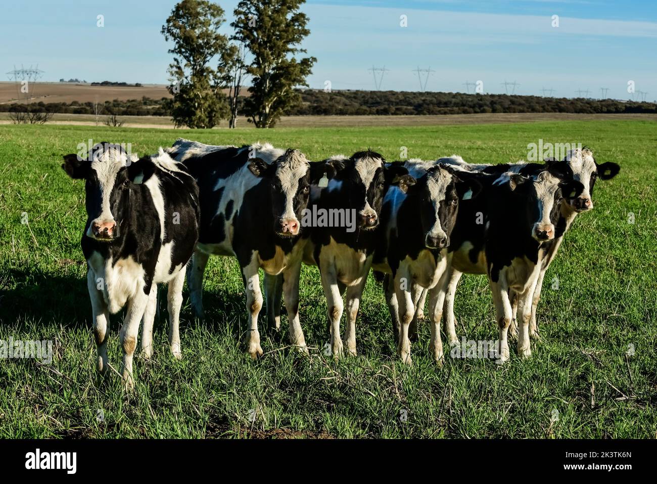 Cows raised with natural pastures, meat production in the Argentine ...