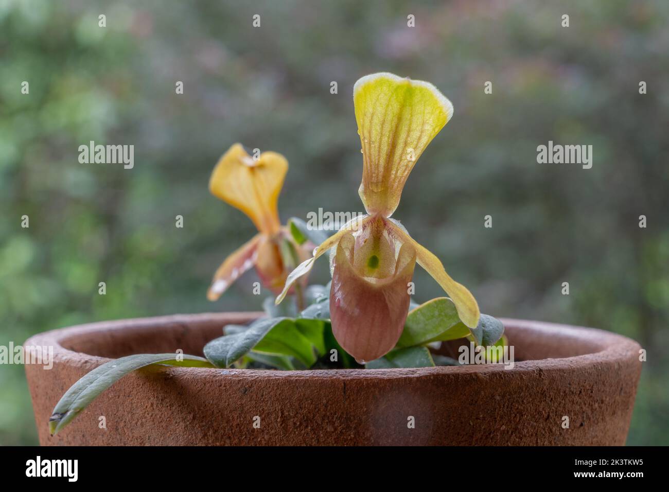 Closeup view of colorful lady slipper orchid species paphiopedilum helenae with yellow and orange red flowers isolated on natural background Stock Photo