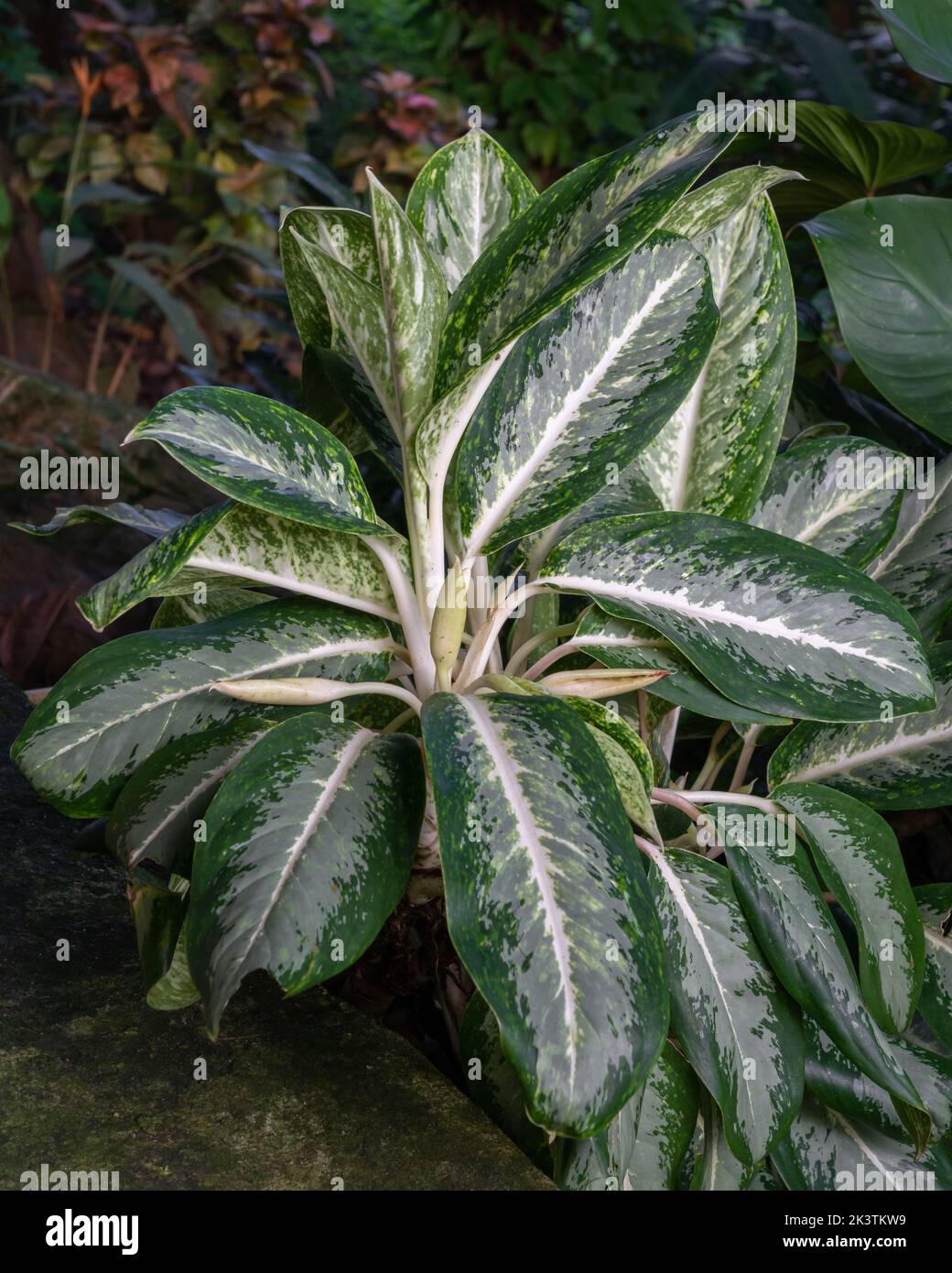 Beautiful aglaonema Queen of Siam hybrid aka chinese evergreen, a tropical plant with green, silver and white foliage Stock Photo