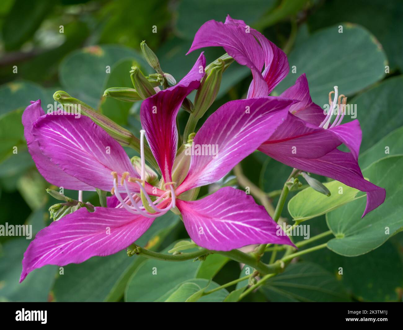 Closeup view of colorful purple pink flowers and buds of the tropical bauhinia blakeana aka orchid tree Stock Photo
