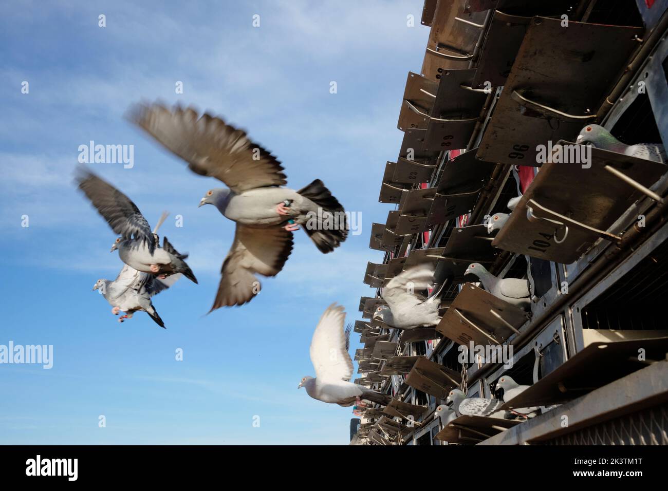 Long distance racing pigeons being released (liberated) to race across a distance of about 730km from the Western to the Eastern Cape in South Africa. Stock Photo