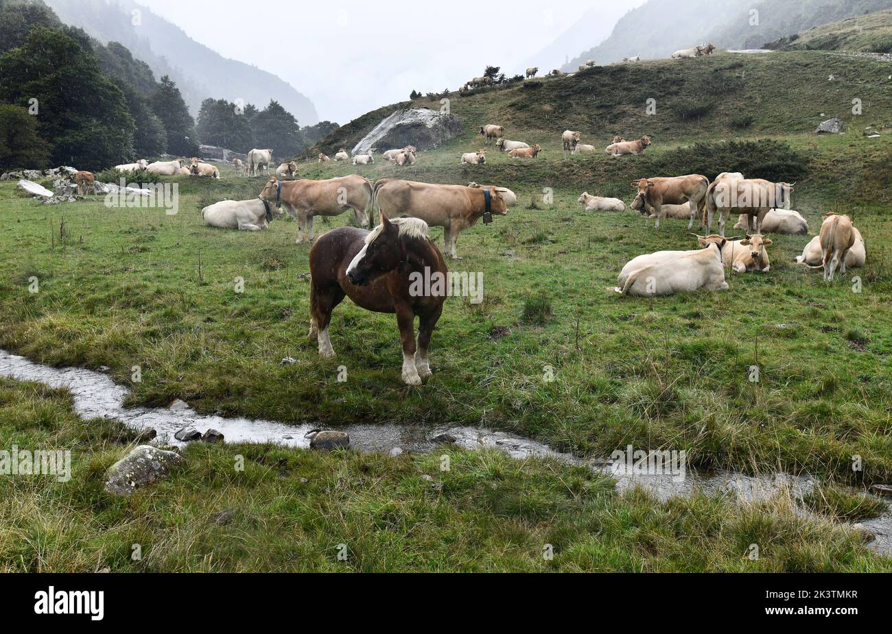 Cattle and semi wild horses grazing at Col du Pourtalet, Vallee D'Ossau in the pyrenees on the border of France and Spain. Stock Photo