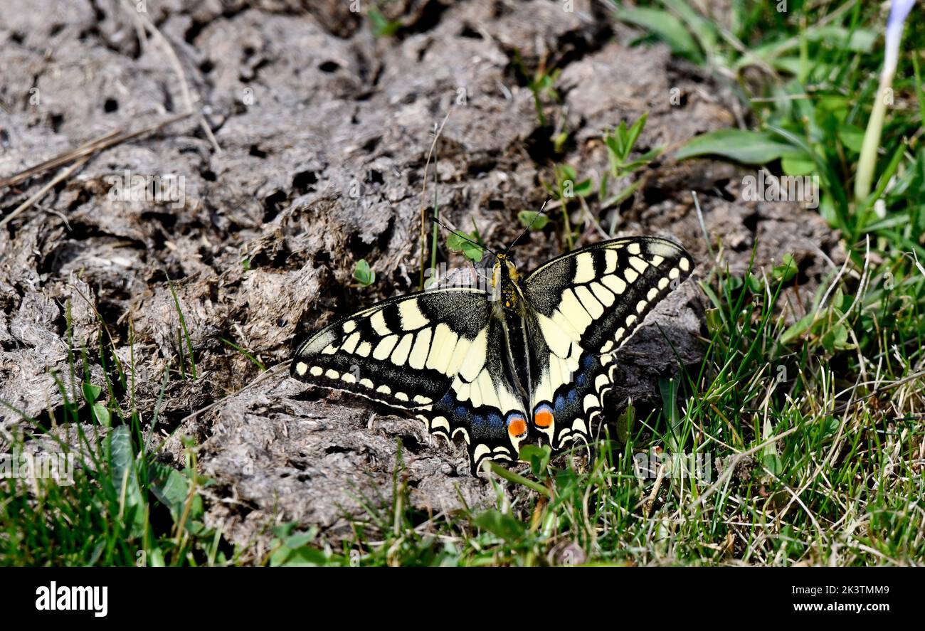 Swallowtail butterfly Papilio machaon on cattle dung Stock Photo