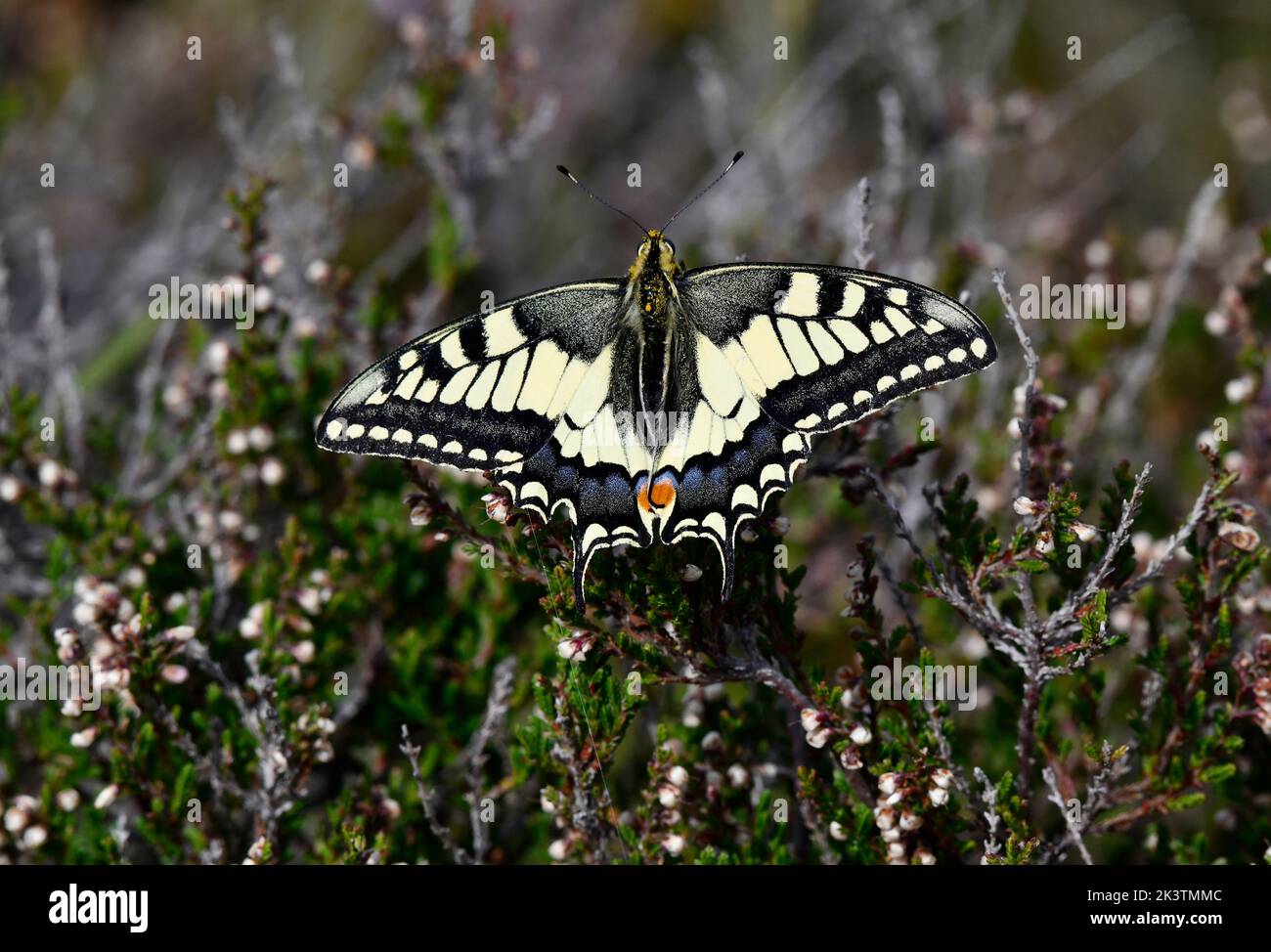 Swallowtail butterfly Papilio machaon on wild heather Stock Photo