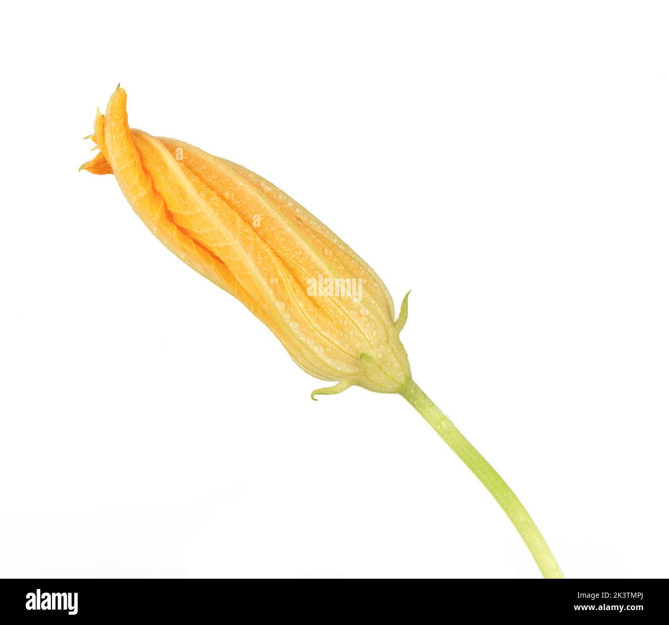 Closed bud of zucchini flower with water drops. White background, copy