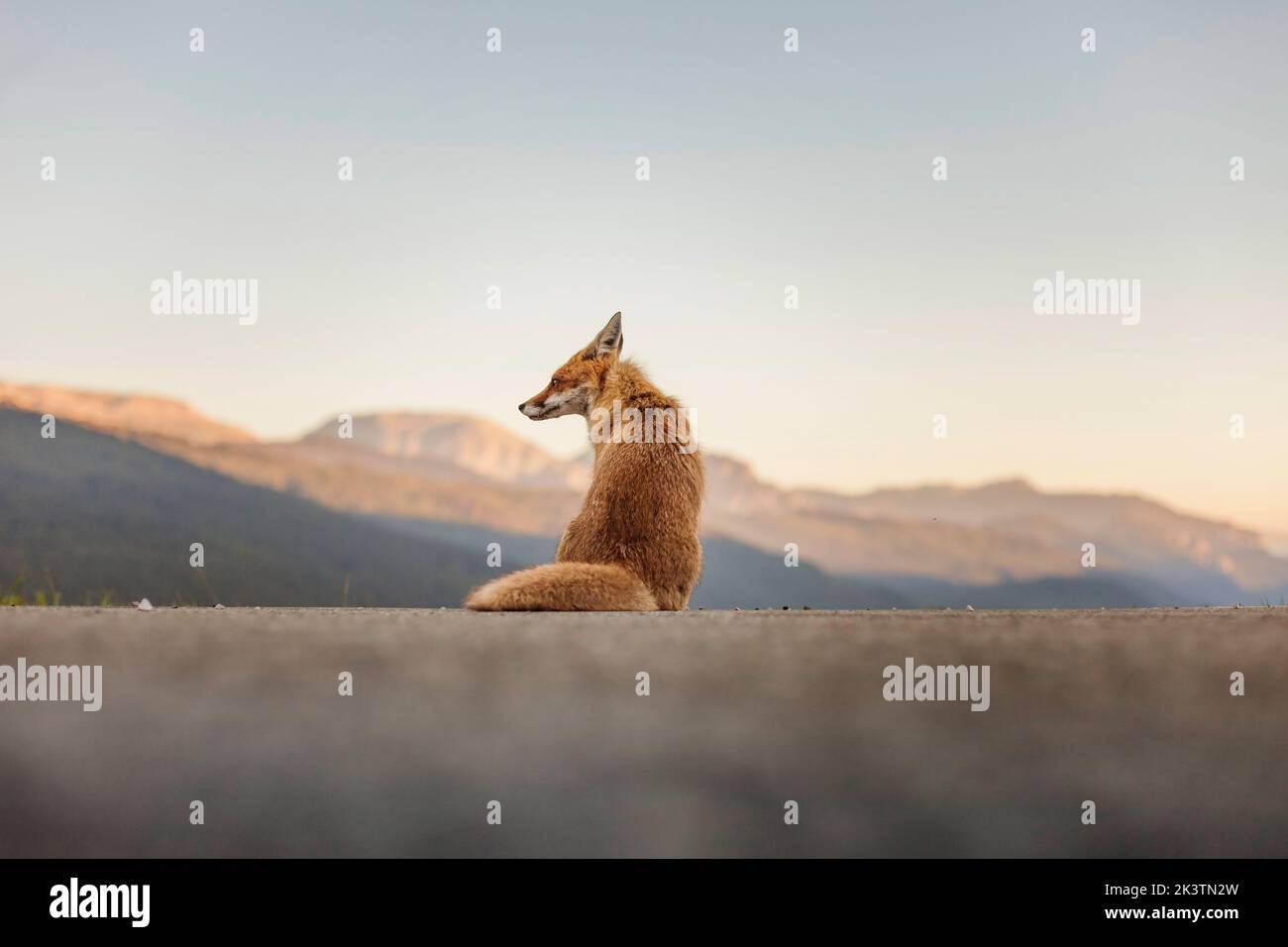 Red fox sitting on ridge hi-res stock photography and images - Alamy