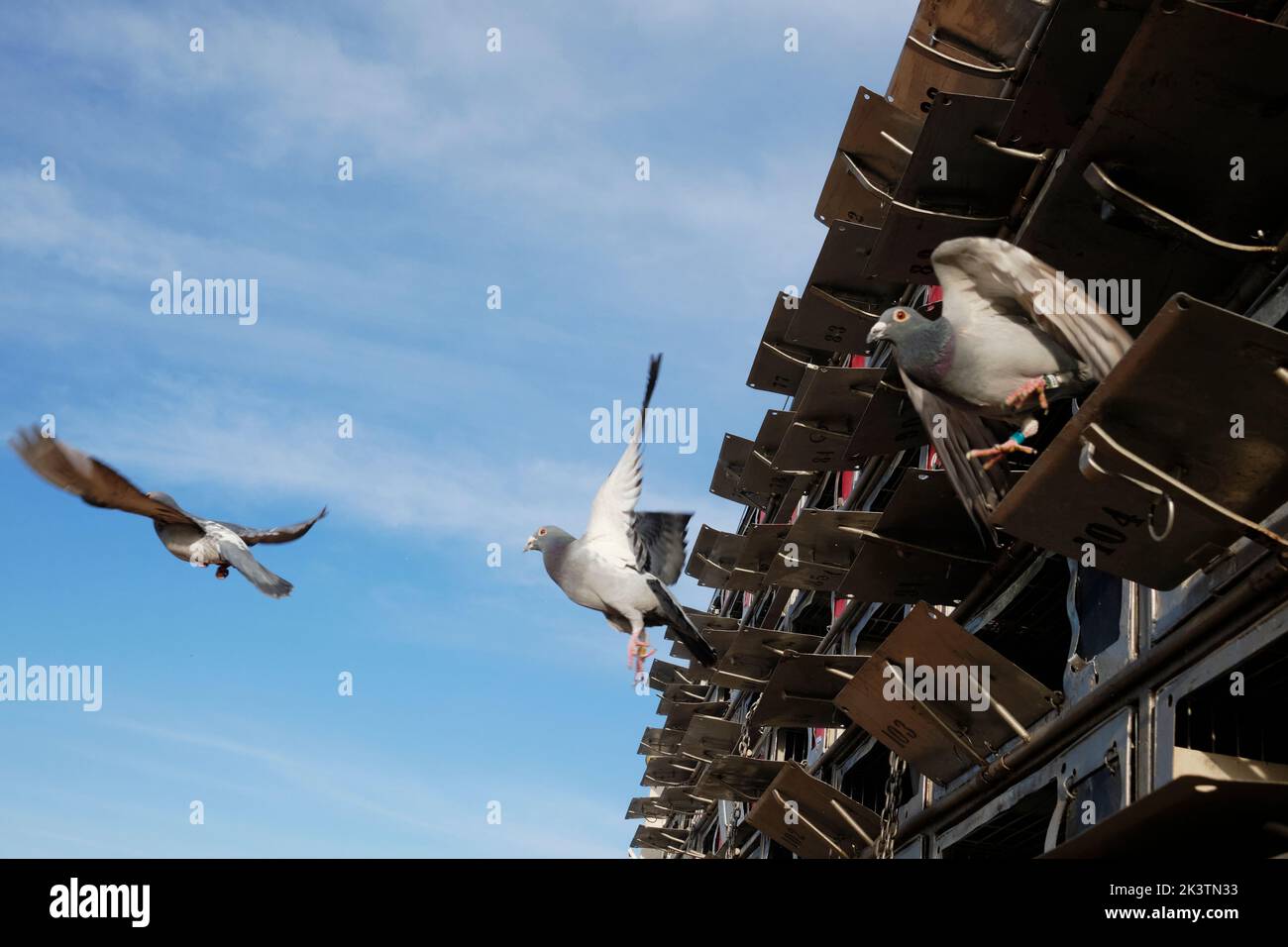 Long distance racing pigeons being released (liberated) to race across a distance of about 730km from the Western to the Eastern Cape in South Africa. Stock Photo
