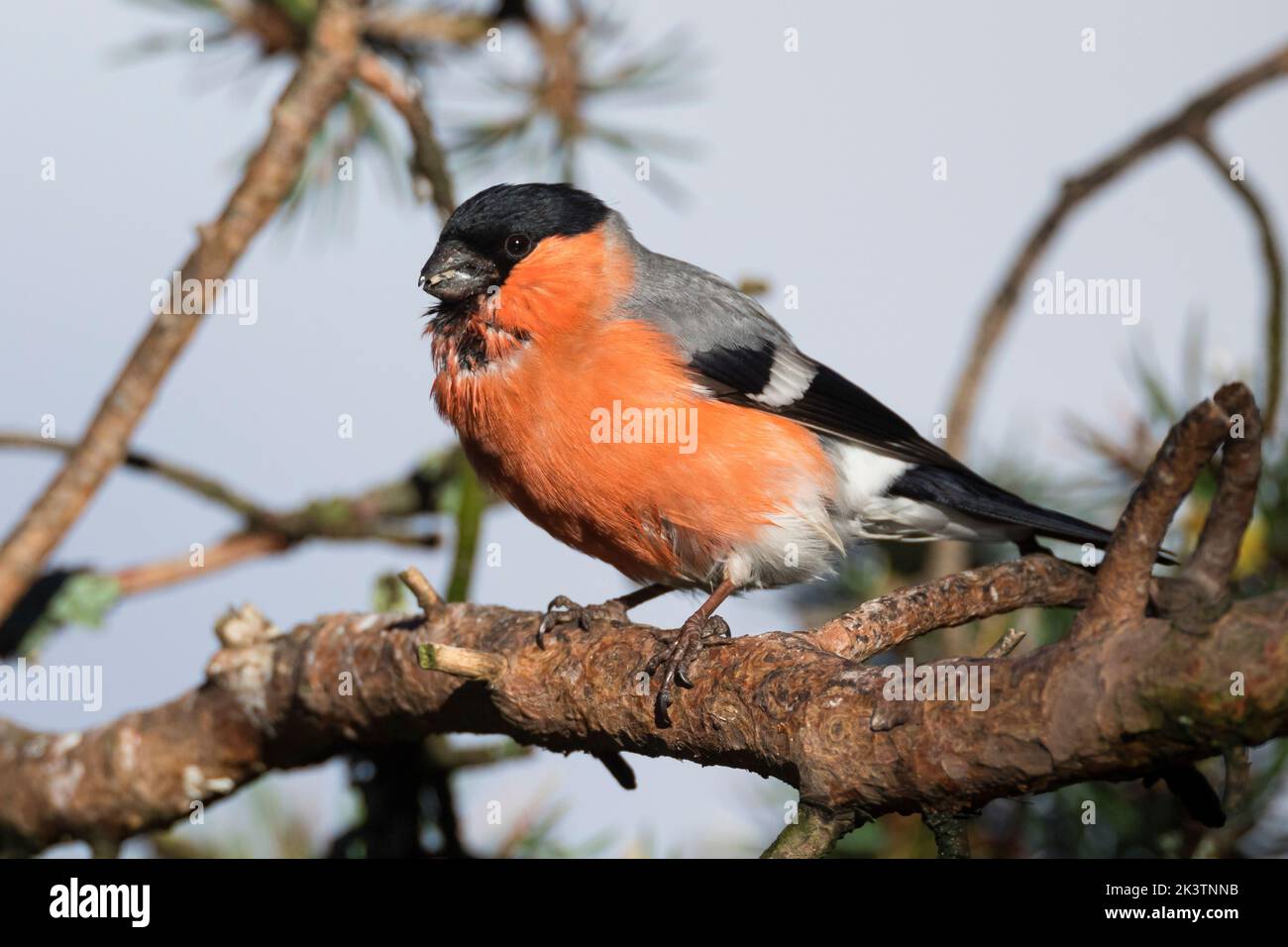 Gimpel, Dompfaff, Männchen, Pyrrhula pyrrhula, Eurasian bullfinch, bullfinch, male, Bouvreuil pivoine Stock Photo