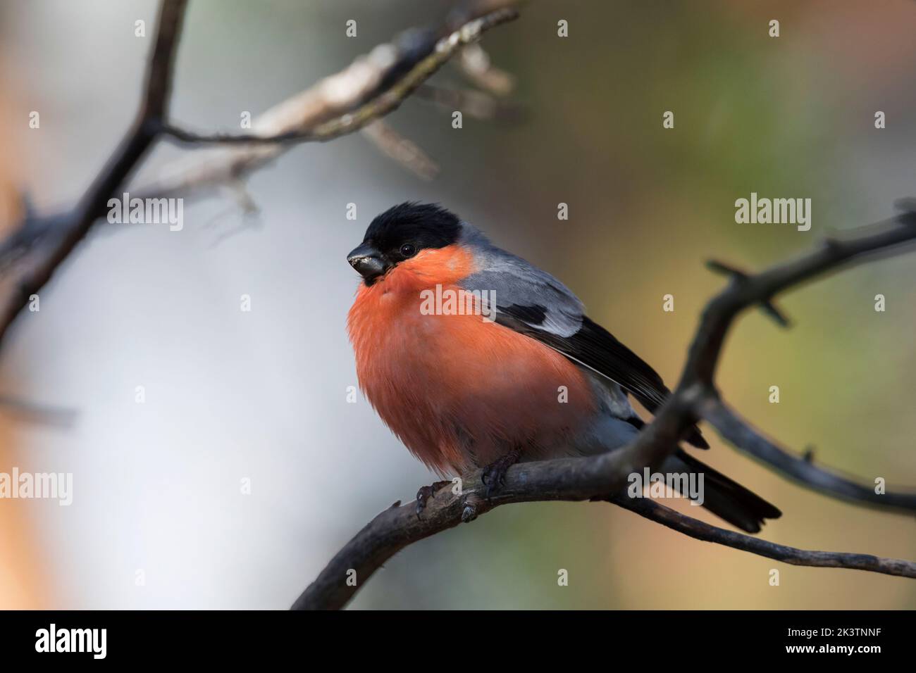 Gimpel, Dompfaff, Männchen, Pyrrhula pyrrhula, Eurasian bullfinch, bullfinch, male, Bouvreuil pivoine Stock Photo