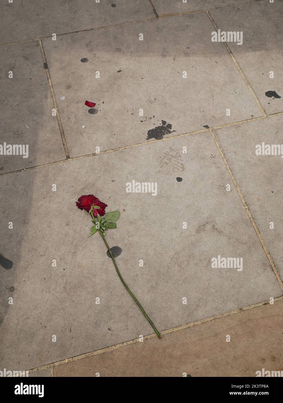 A single red rose abandoned on a street pavement. Stock Photo