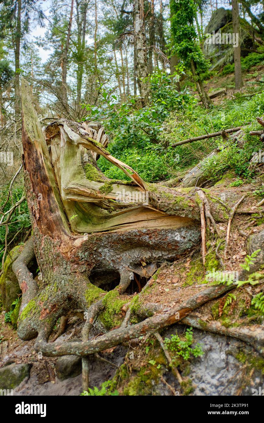 Windstorm damage, broken down tree after a storm, near Lilienstein mountain, Saxon Switzerland National Park, Saxony, Germany, Europe. Stock Photo