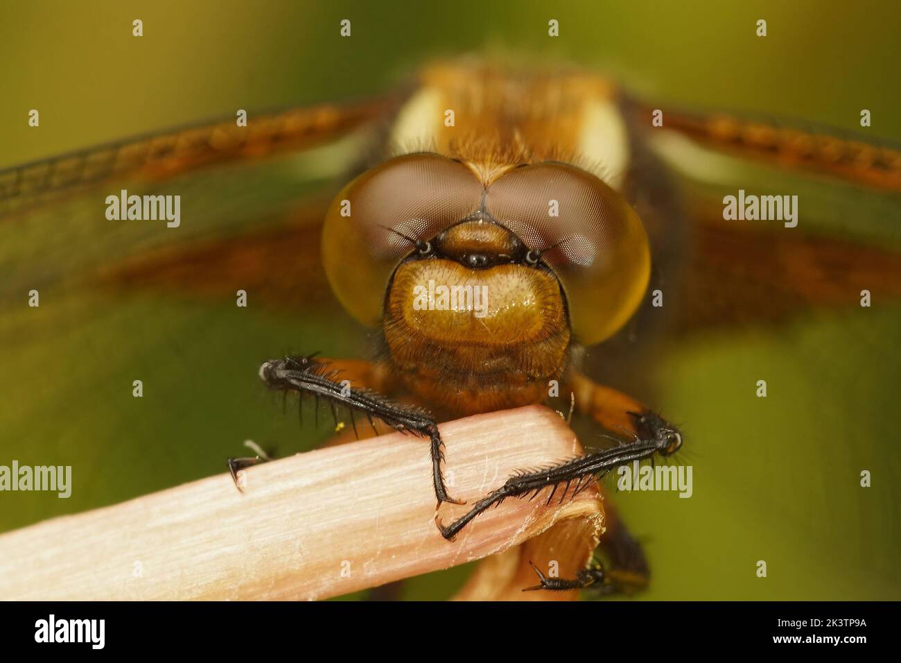 Facial detailed closeup on a female broad-bodied darter dragonfly, Libellula depressa hanging on a twig Stock Photo