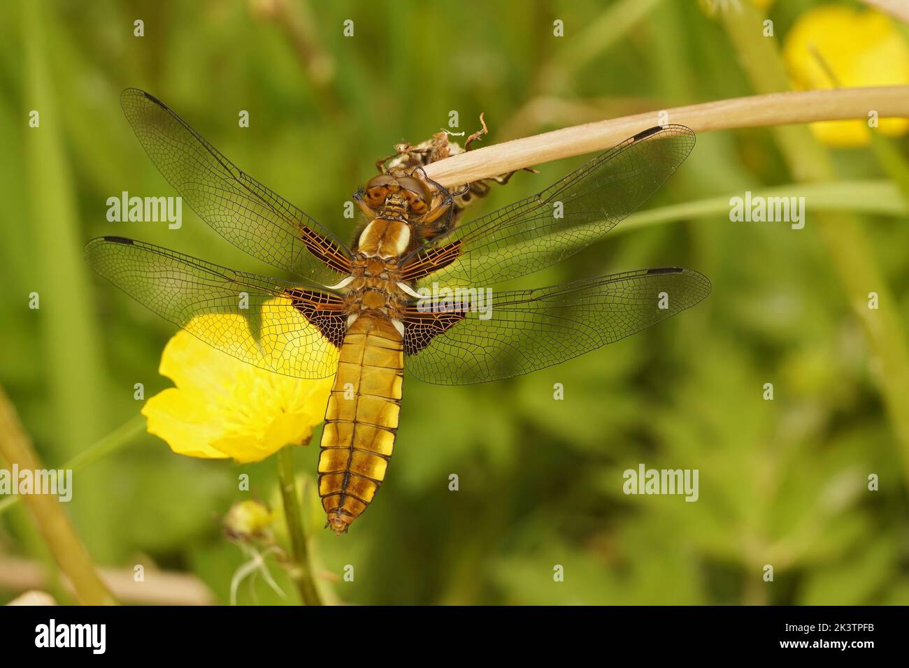 Facial detailed closeup on a female broad-bodied darter dragonfly, Libellula depressa hanging on a twig Stock Photo