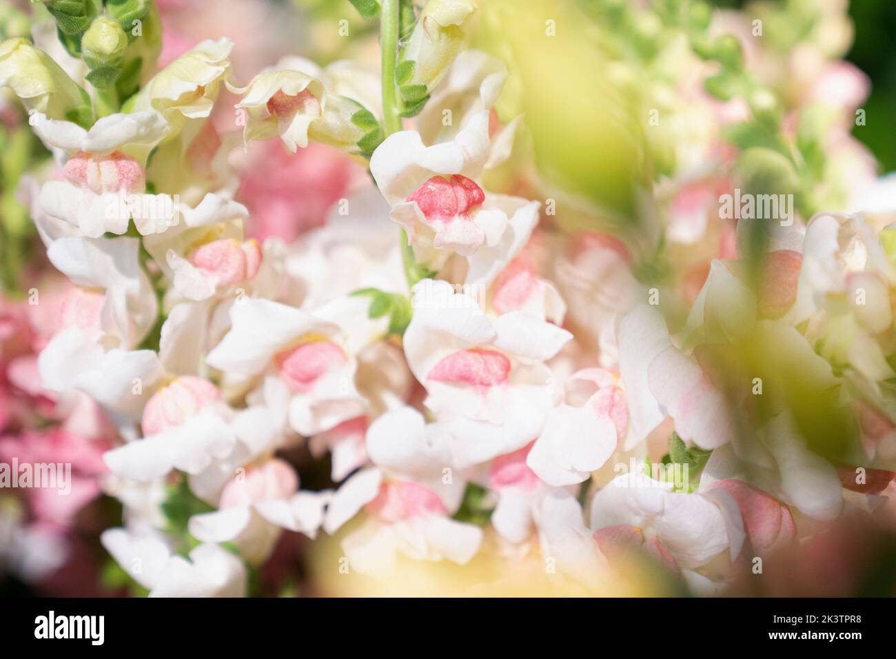 Photo of pastel color flowers Stock Photo