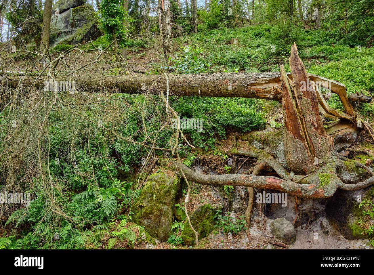 Windstorm damage, broken down tree after a storm, near Lilienstein mountain, Saxon Switzerland National Park, Saxony, Germany, Europe. Stock Photo