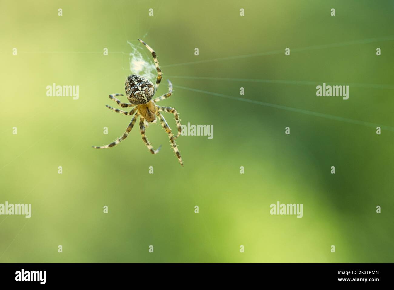 Cross spider in a spider web, lurking for prey. Blurred background. A ...