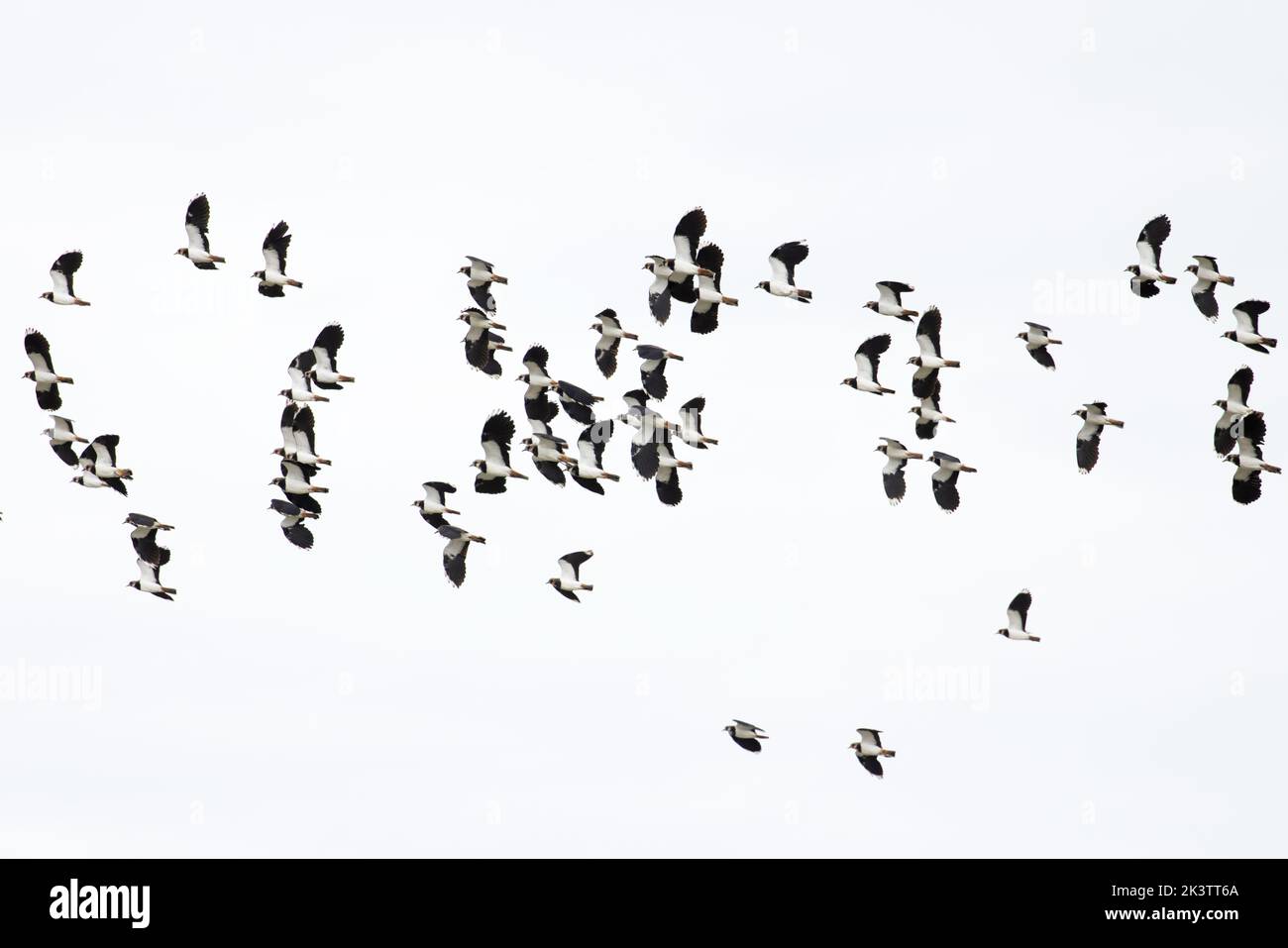Lapwing (Vanellus vanellus) flock flying Norfolk UK GB September 2022 Stock Photo