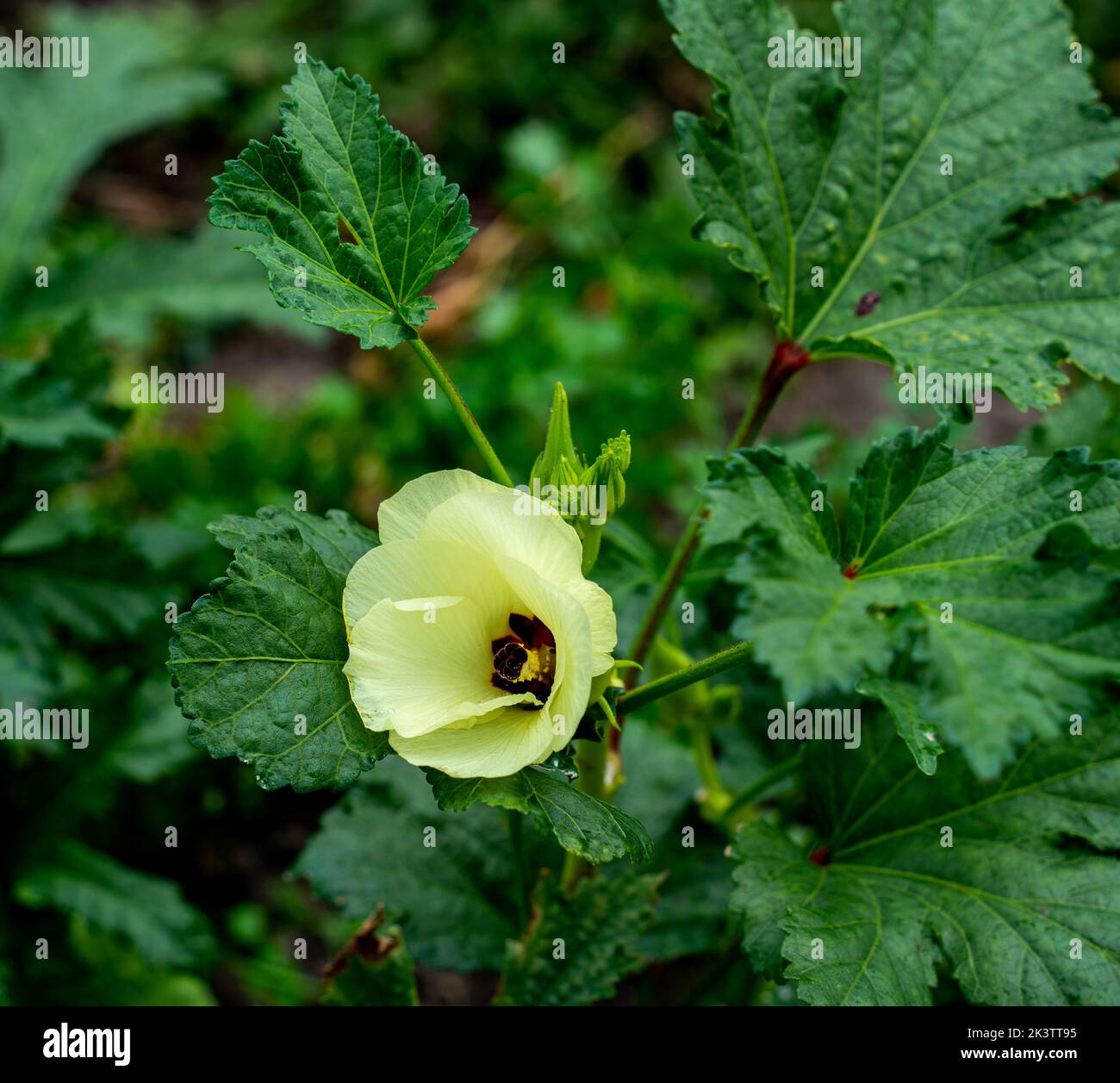 Close up of Okra flower  (Abelmoschus esculentus) Stock Photo