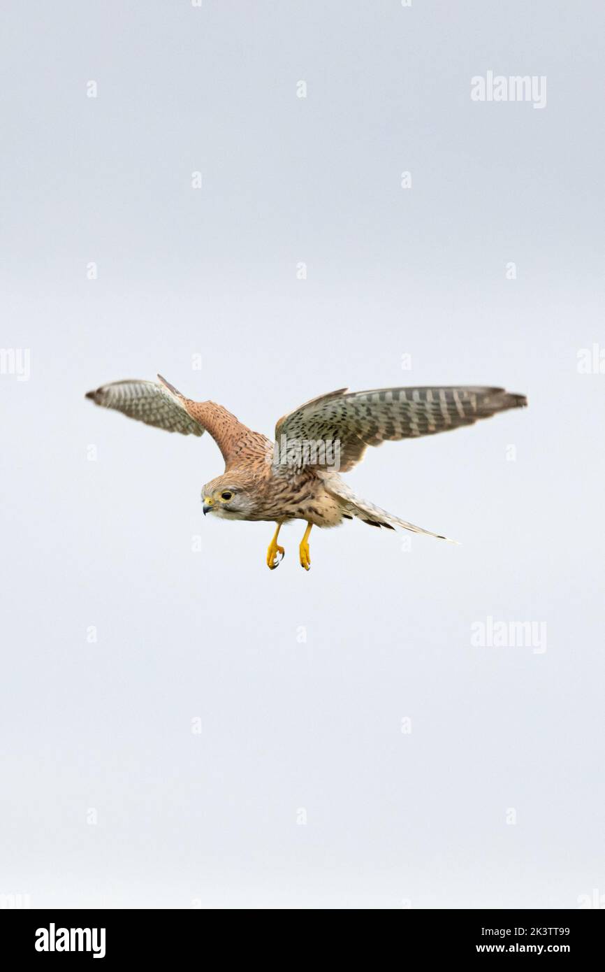 Common Kestrel (Falco tinnunculus) Cley Norfolk UK GB September 2022 Stock Photo