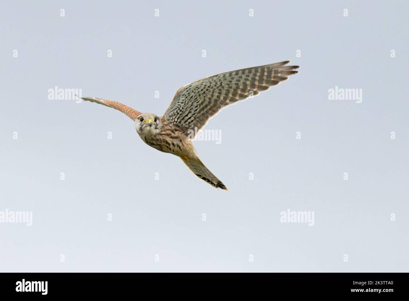 Common Kestrel (Falco tinnunculus) Cley Norfolk UK GB September 2022 Stock Photo