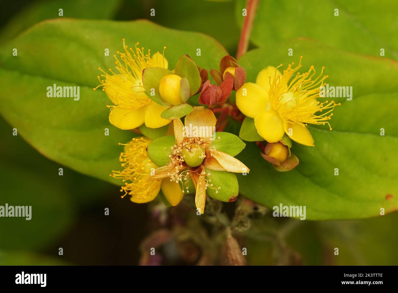 Colorful closeup on a yellow flowering Tutsan shrub , Hypericum androsaemum in the garden with berries Stock Photo