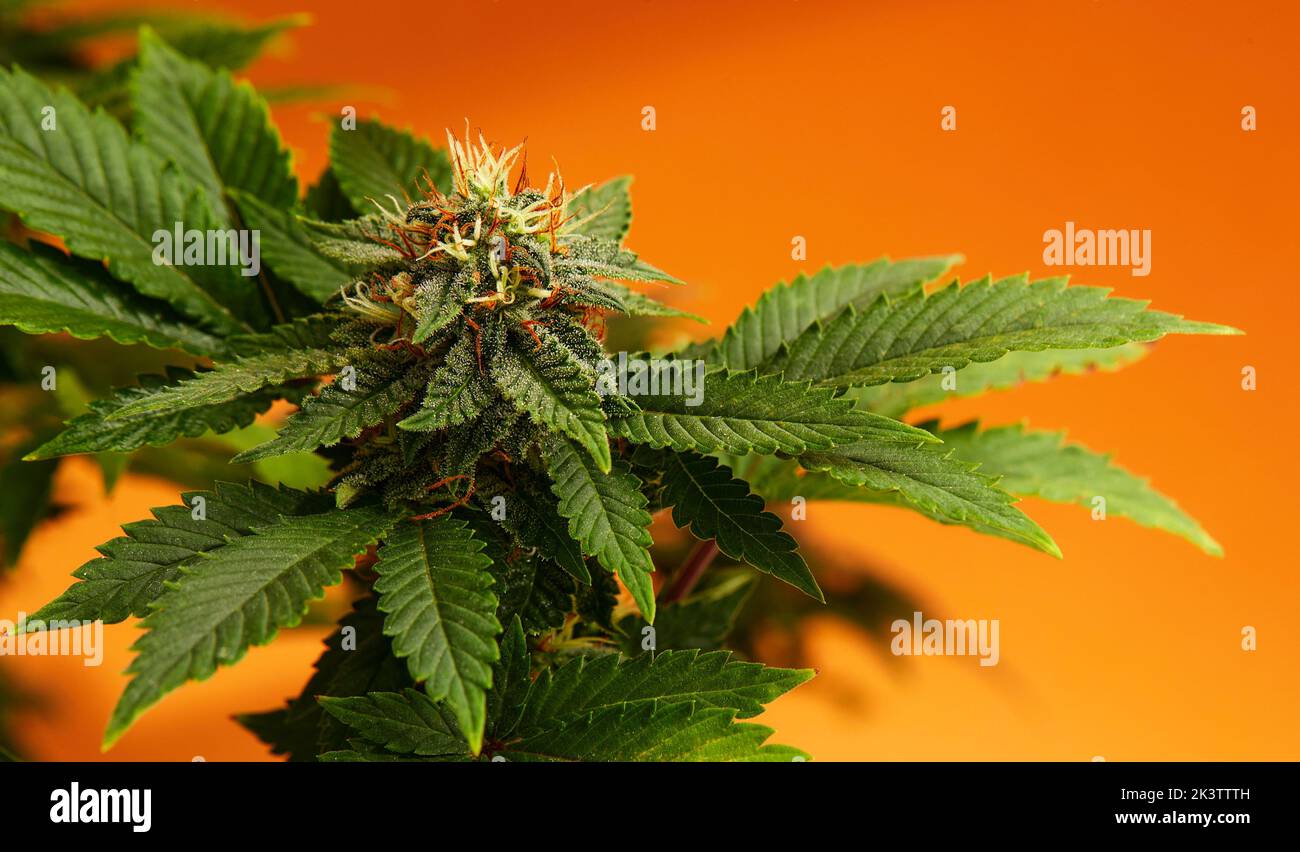 Marijuana plants long banner. Beautiful tropical cannabis background ...