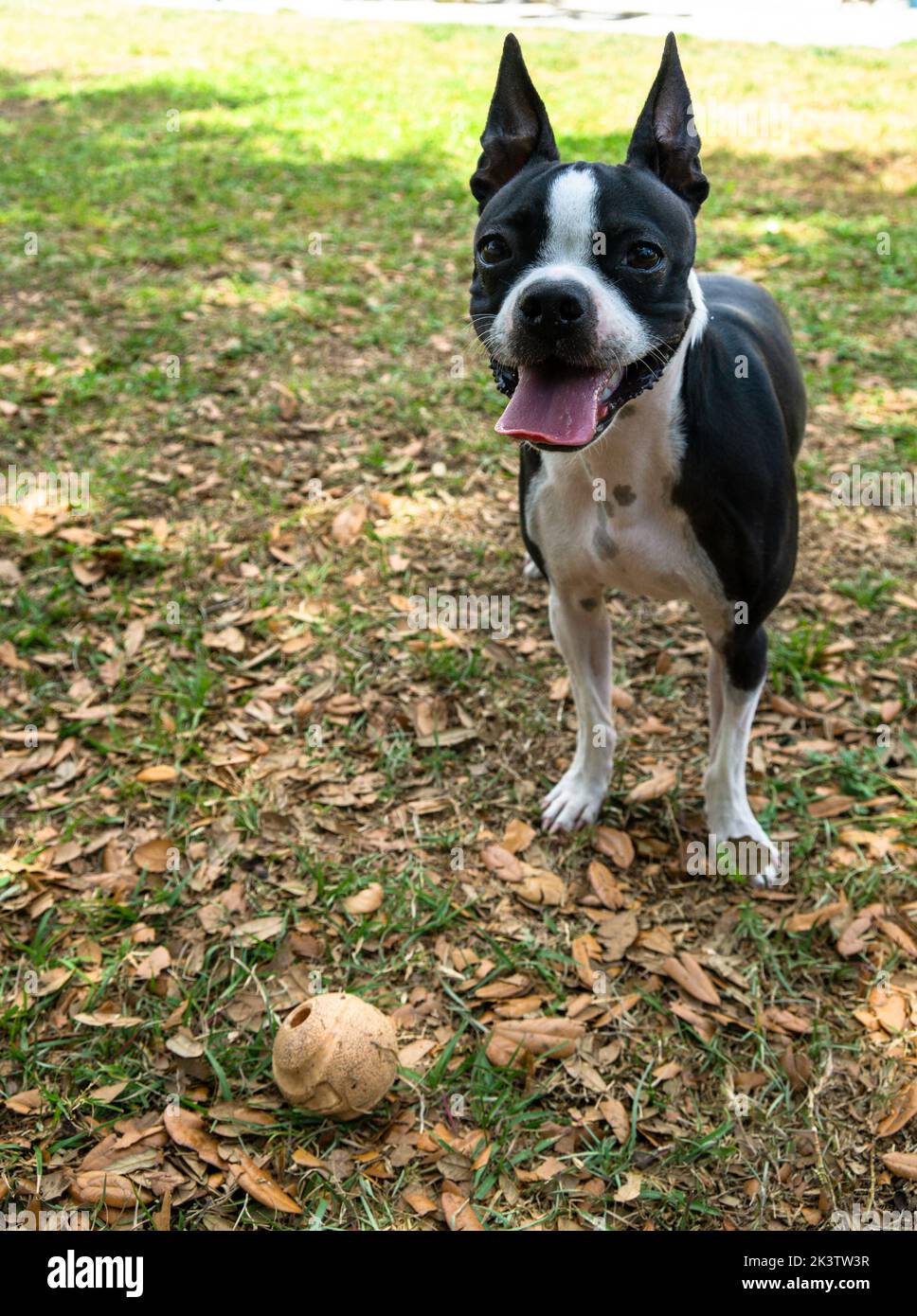 Cute dog outside in her backyard with her ball. Stock Photo
