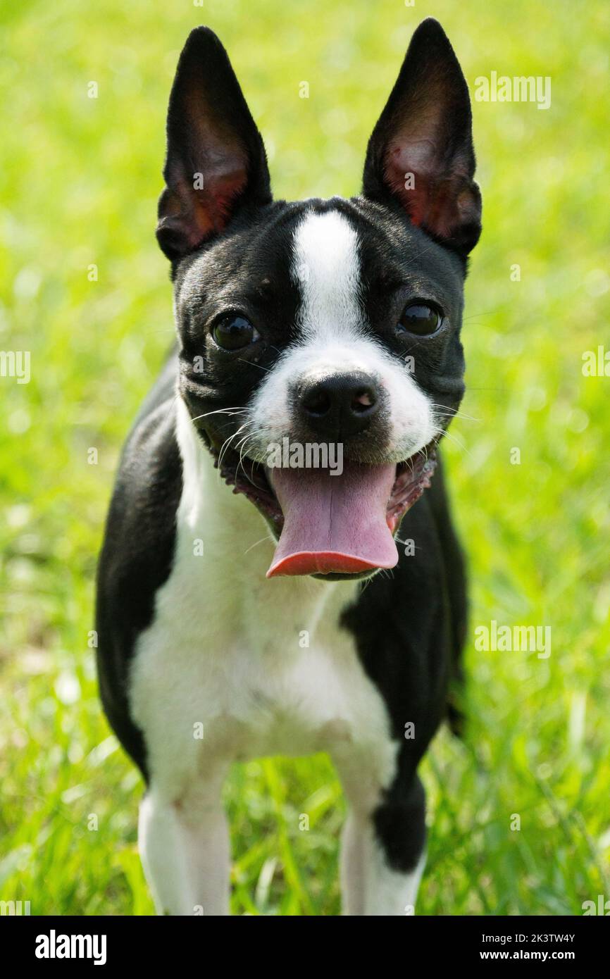 Cute Boston Terrier Outside on the Grass in Florida Stock Photo