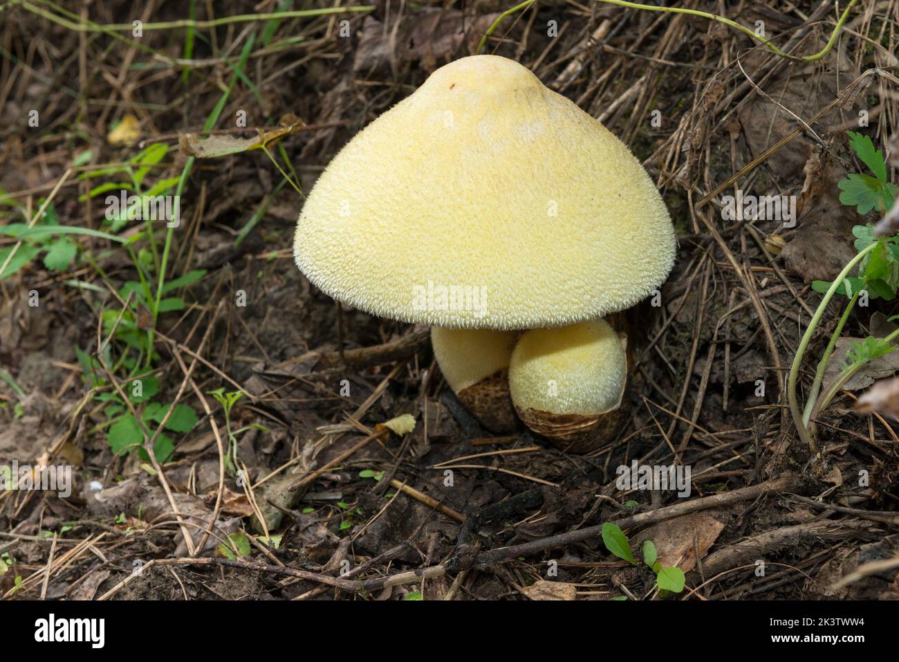 Volvariella bombycina, commonly known as the silky sheath, silky rosegill, silver-silk straw mushroom, or tree mushroom Stock Photo