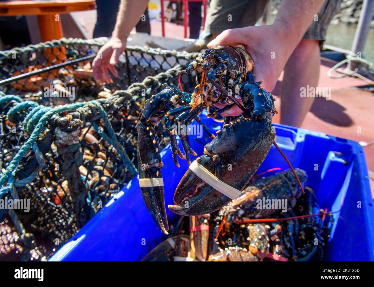 Lobster catch at Newlyn harbour in Cornwall, UK Stock Photo Alamy