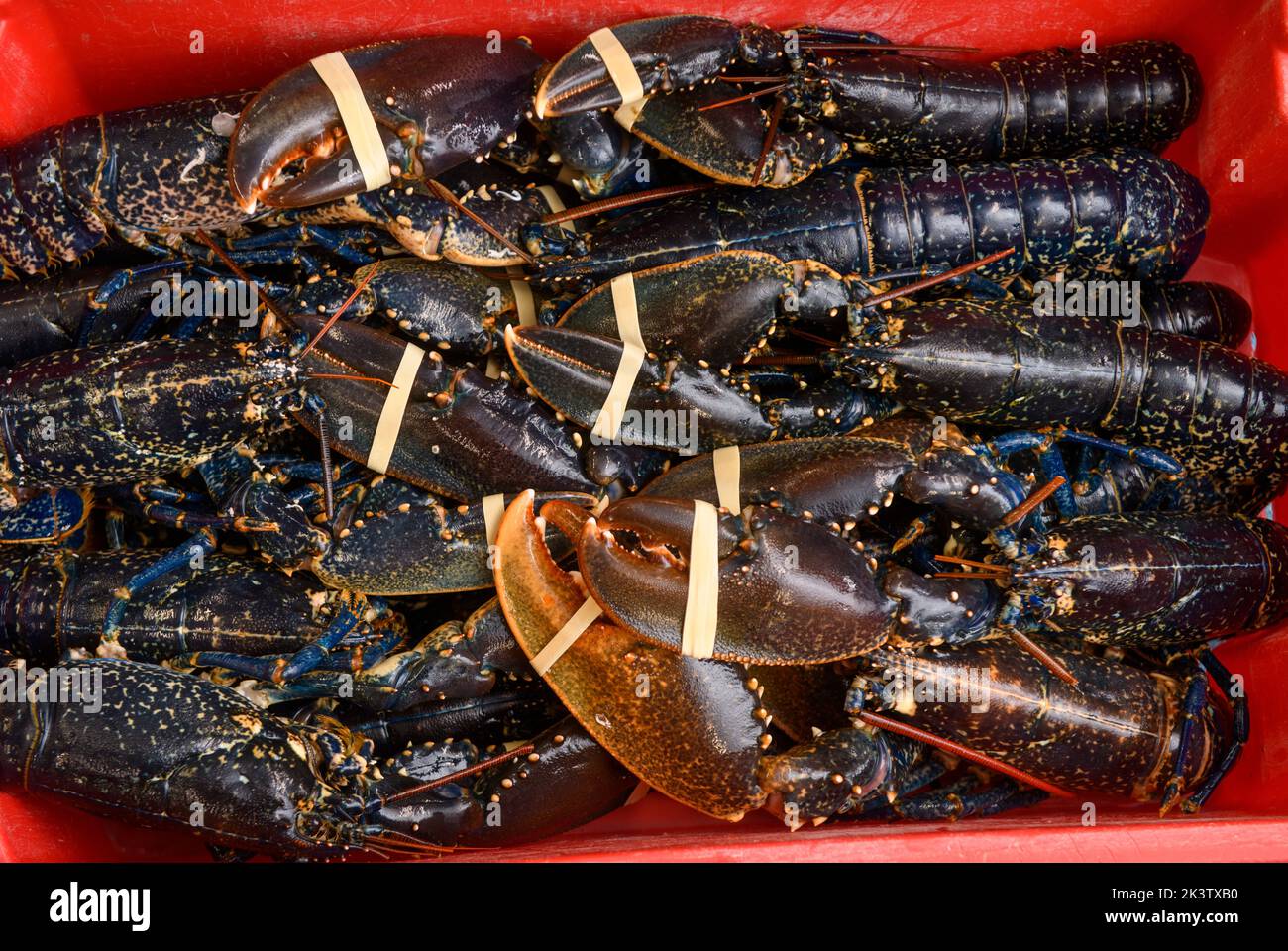 Lobster catch at Newlyn harbour in Cornwall, UK Stock Photo Alamy