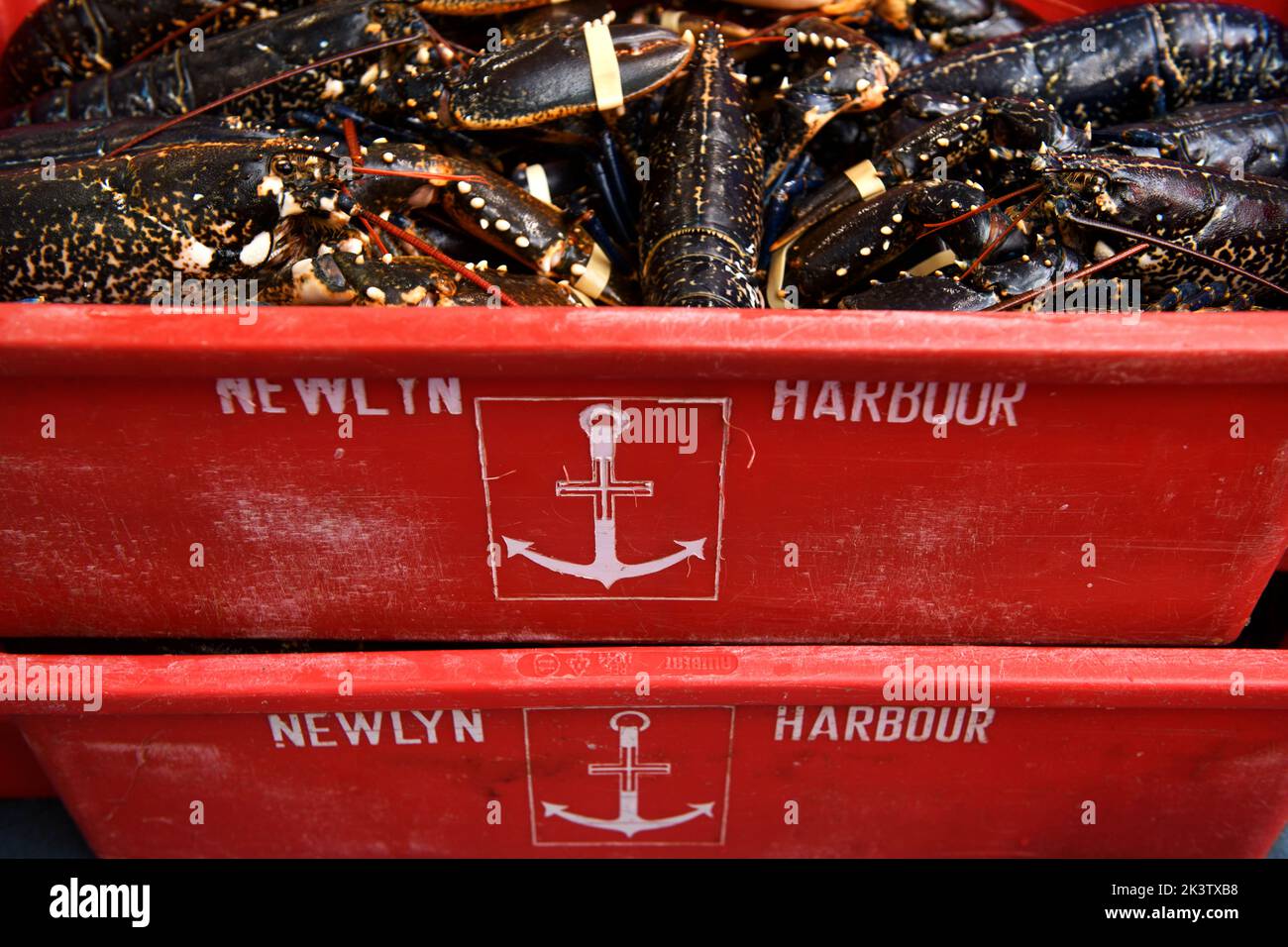 Lobster catch at Newlyn harbour in Cornwall, UK Stock Photo Alamy