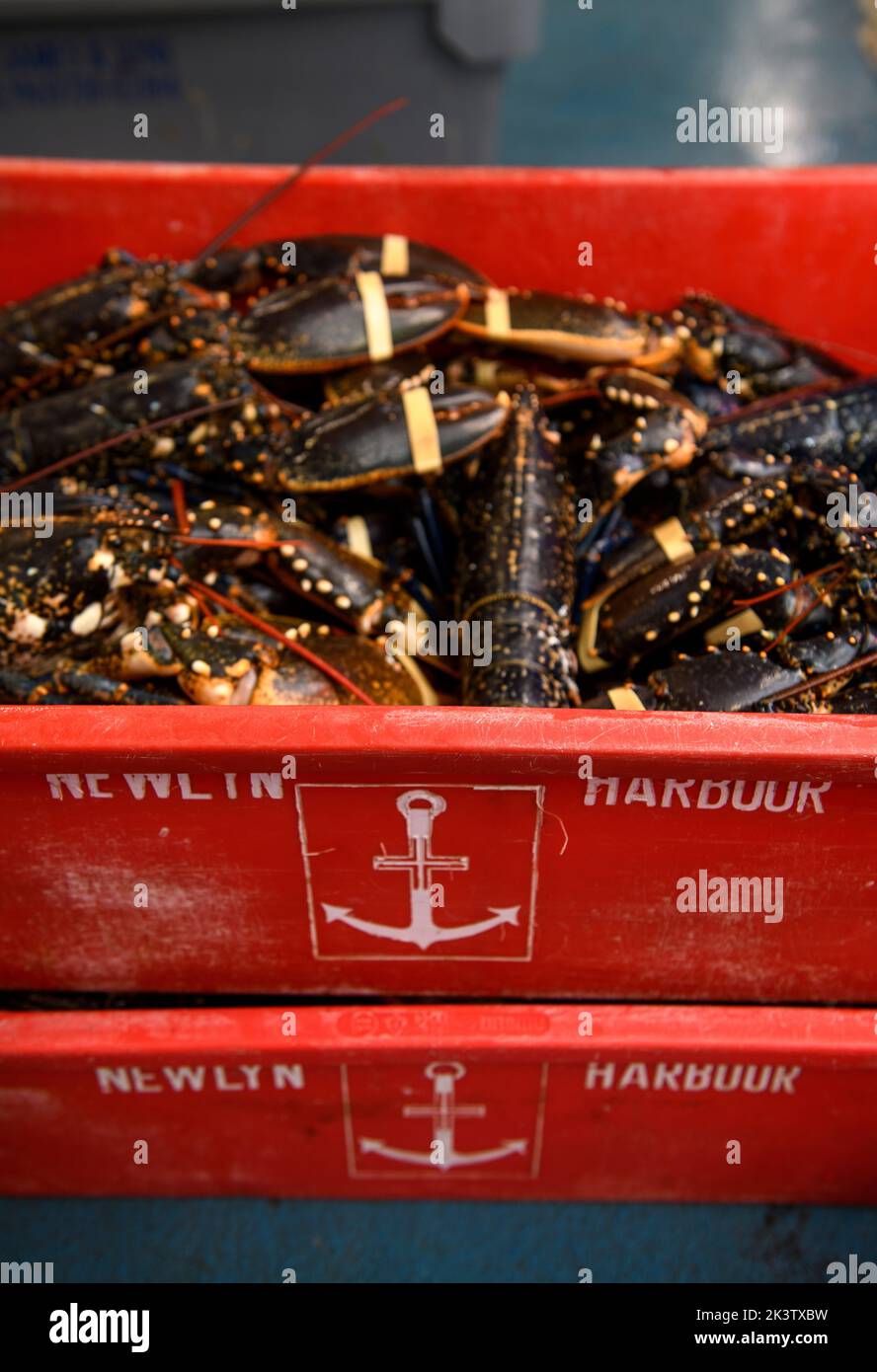 Lobster catch at Newlyn harbour in Cornwall, UK Stock Photo Alamy