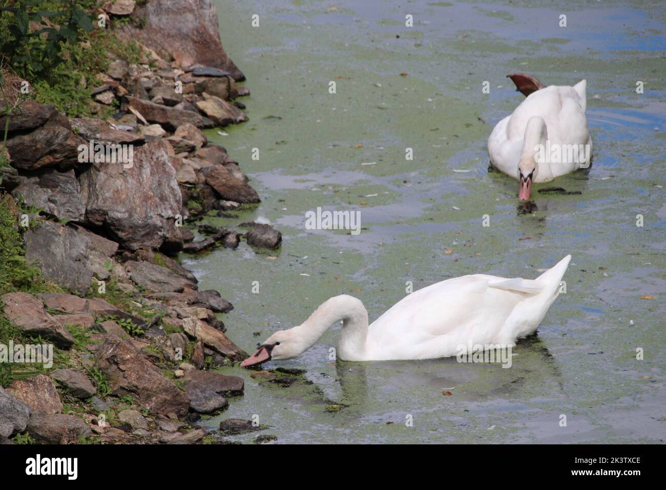 swans in france Stock Photo Alamy