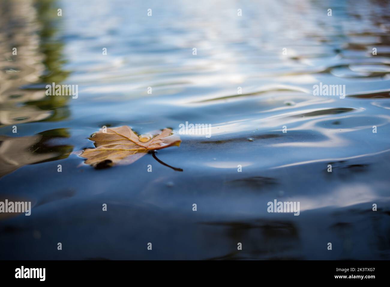 Yellow leaf autumn hi-res stock photography and images - Alamy