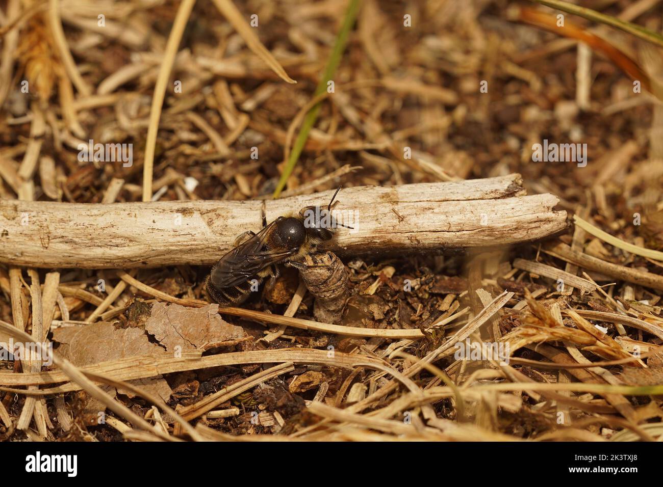 Natural closeup on a well camouflaged brown Hooked small-mason bee, Hoplitis adunca sitting on the ground Stock Photo