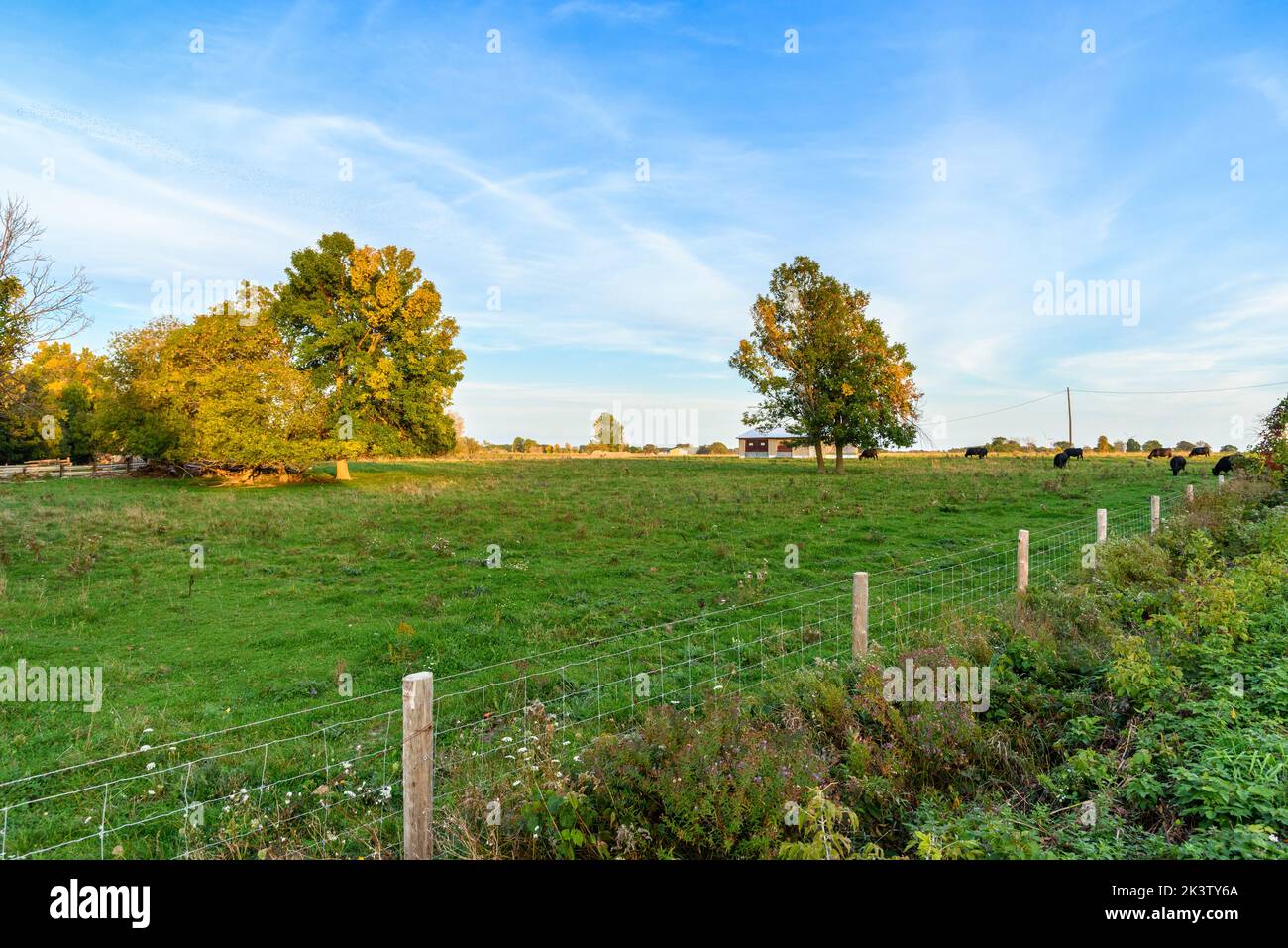 Cattle grazing on rough grassland at sunset Stock Photo