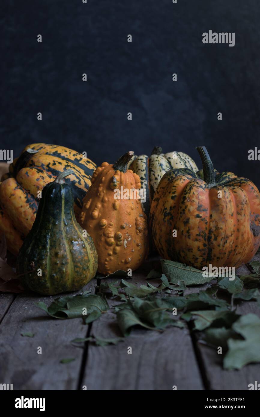 Assorted rustic pumpkins on dark wooden table Stock Photo