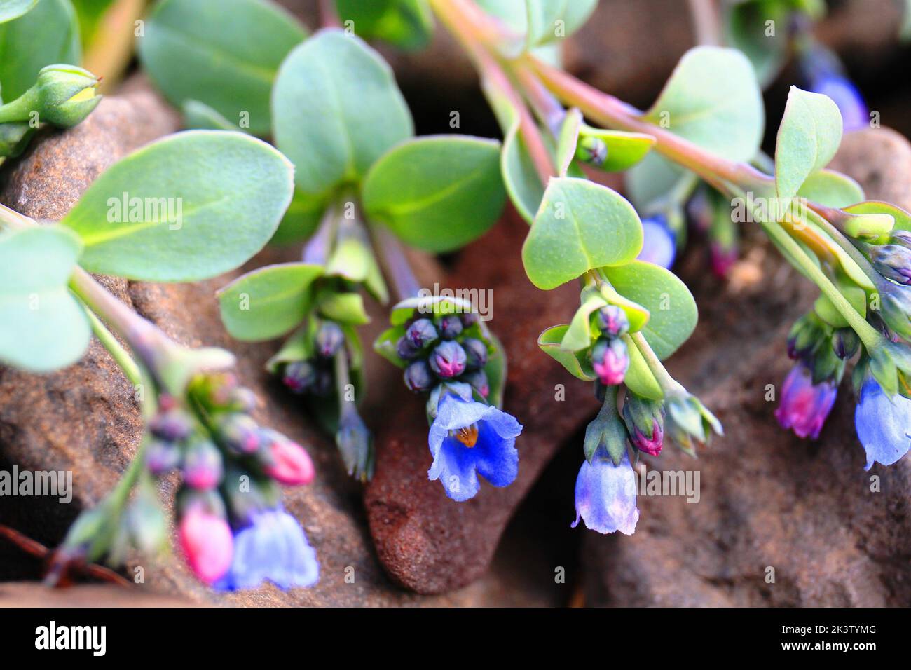 A selective focus shot of blue Mertensia maritima flowers Stock Photo