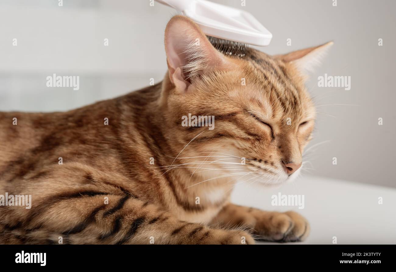 The owner carefully combs the Bengal cat. Pet care Stock Photo Alamy