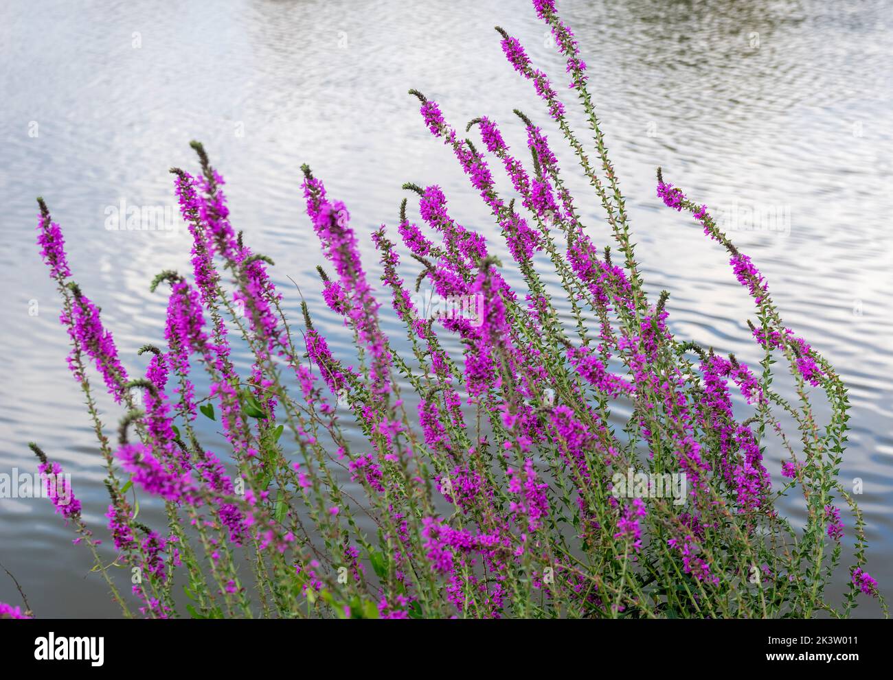 Riparian scenery showing a purple loosestrife flower in front of water surface Stock Photo