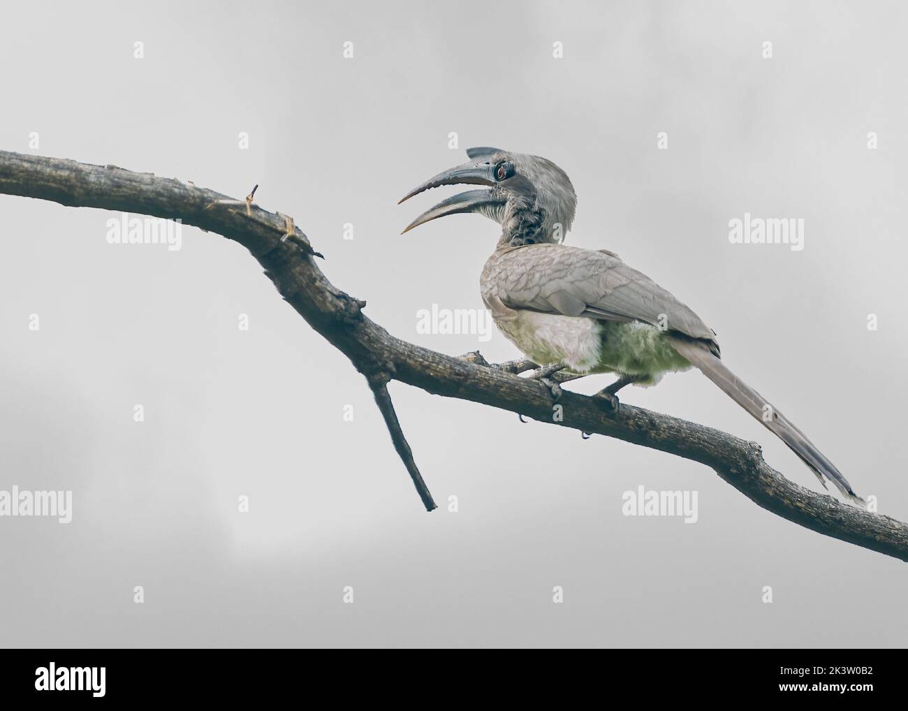 A Hornbill resting on a tree with white background Stock Photo