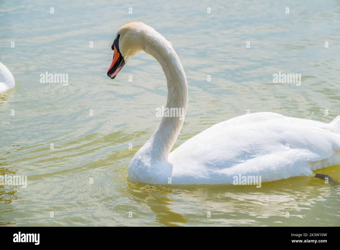Graceful white Swan swimming in the lake, swans in the wild. Portrait of a white swan swimming