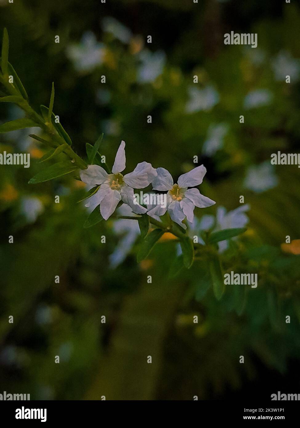 A selective focus shot of blooming white false heather (Cuphea hyssopifolia) flowers on blurry background Stock Photo