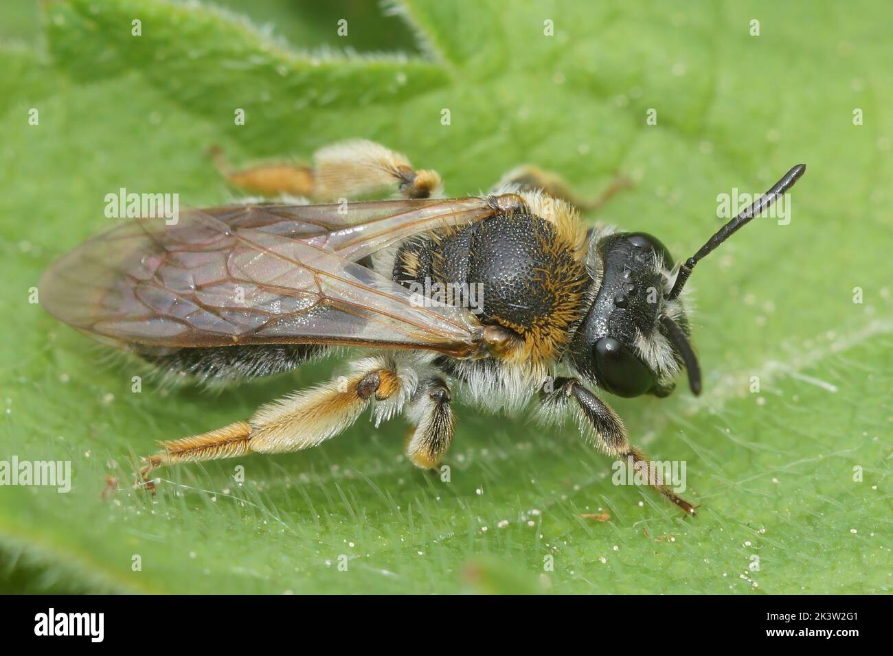 Closeup on a female red-tailed mining bee, Andrena haemorrhoa sitting on a green leaf in the garden Stock Photo