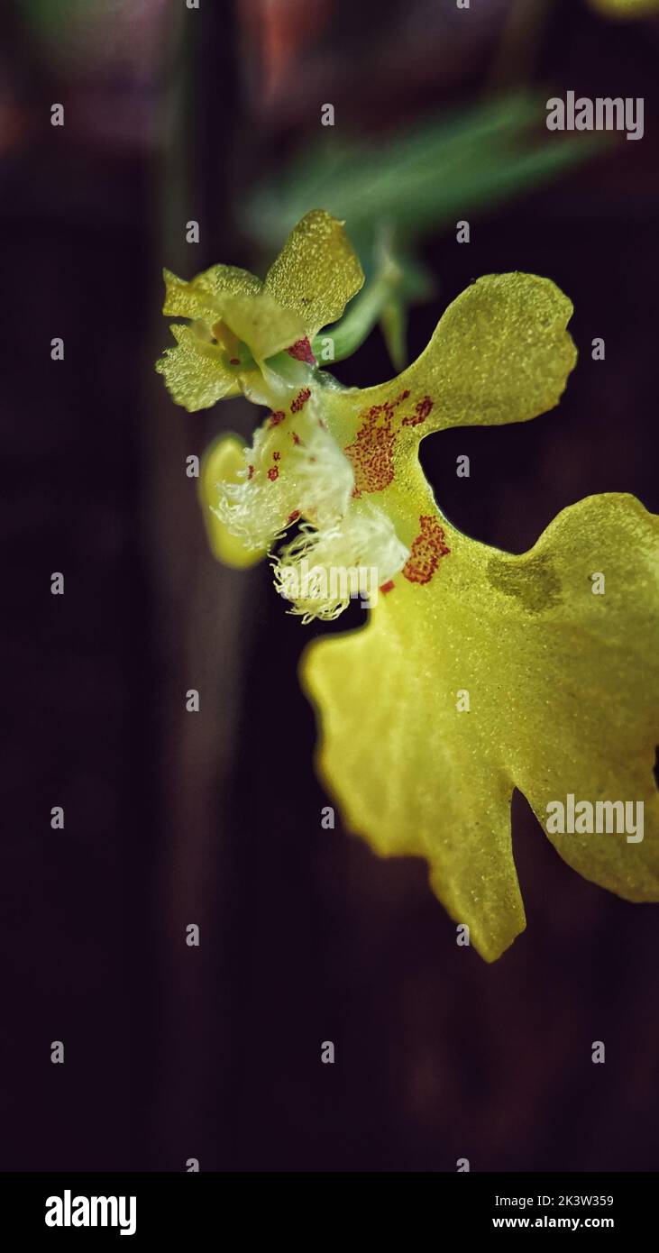 A vertical shot of a Erycina pusilla flowering plant in a rainforest of Peruvian Amazonia Stock Photo