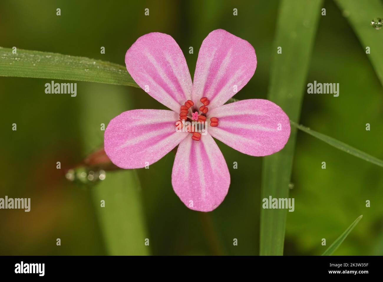 Closeup on the brilliant pink flower of the fox geranium robertianum wildflower in the field Stock Photo