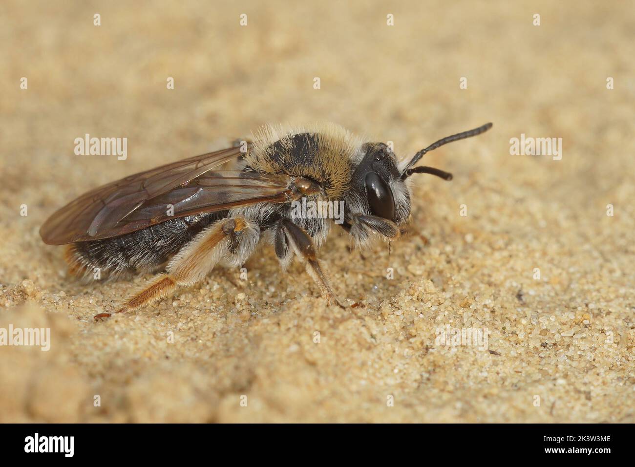 Closeup on a female declored red-tailed mining bee, Andrena haemorrhoa sitting on the ground Stock Photo