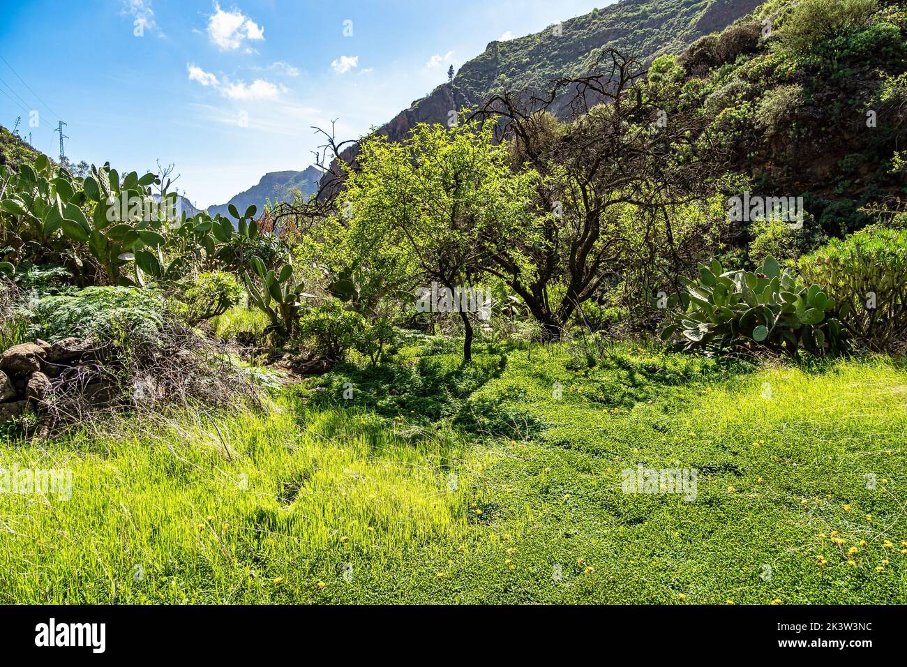 Hiking from Barranco de Guayadeque to Caldera de los Marteles, a volcanic area with dry fields at the bottom, Gran Canaria, Canary Island, Spain, Euro Stock Photo