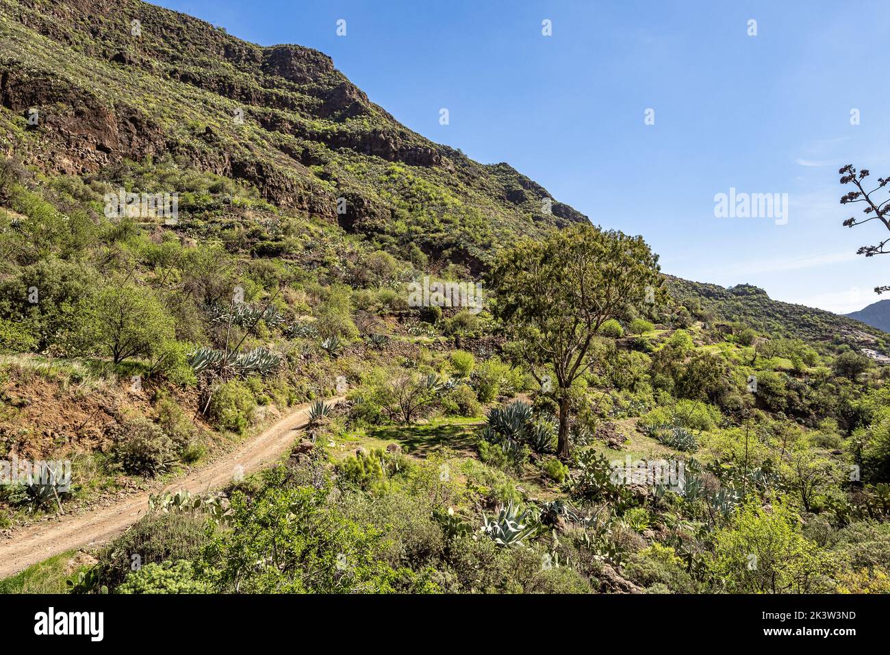 Hiking from Barranco de Guayadeque to Caldera de los Marteles, a volcanic area with dry fields at the bottom, Gran Canaria, Canary Island, Spain, Euro Stock Photo